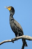 10: cormorant-054A4520