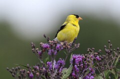 20: gold-finch-7D2_1659