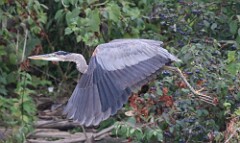 30: heron-687