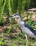 33: heron-IMG_2376
