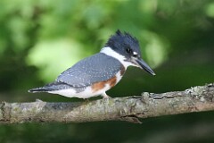 38: king-fisher-7D2_0316