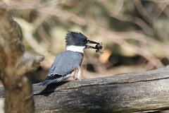 39: king-fisher-7D2_0390