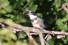 40: king-fisher-7D2_0404