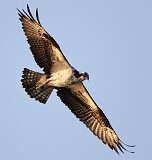 53: osprey-054A7569