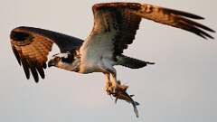 50: osprey-7D2_2391
