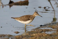 60: sandpiper-7D2_0119