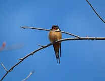 61: swallow