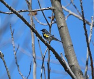 67: warbler-IMG_1642