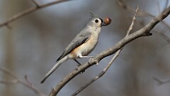 32: 2025-03-14-Tufted Titmouse 0C3_1194