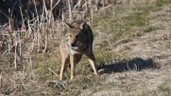 56: 2025-04-13-coyote food 0C3_2000