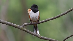 82: 2025-05-08-Eastern Towhee 0C3_0055