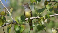 121: 2025-05-26-Great Crested Flycatcher 0C3_0085