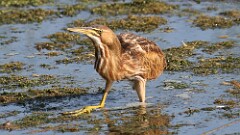 233: 2025-08-15-American Bittern 0C1_1720
